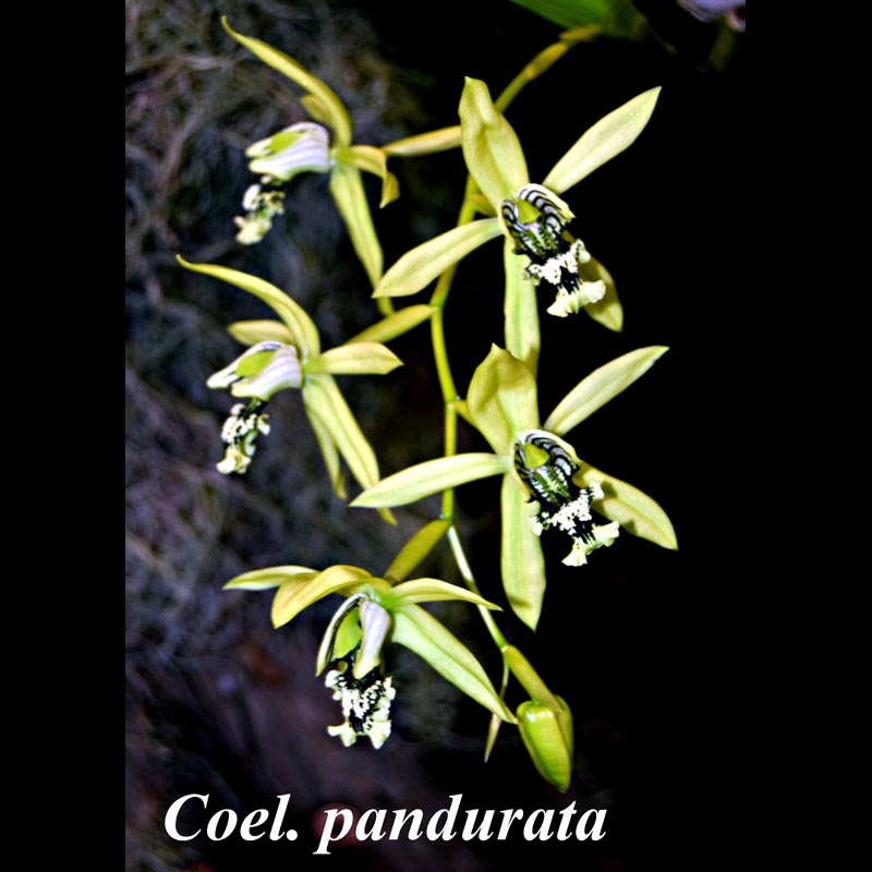 Coel. pandurata 6" pot or basket